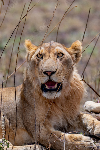 León, Serengueti, Tanzania