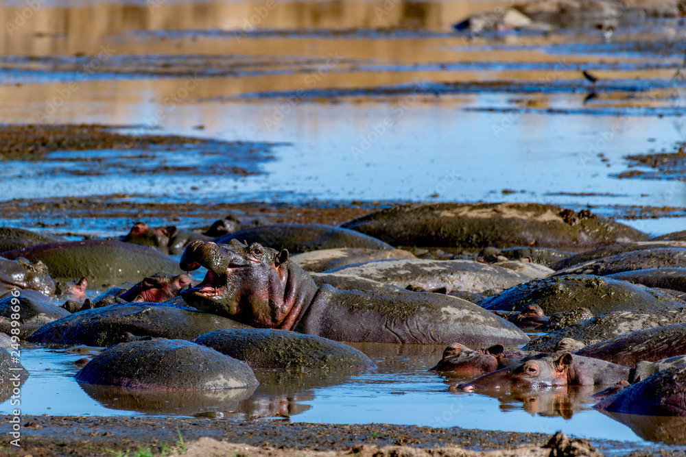 Fototapeta premium Hipopótamo en el Serengueti