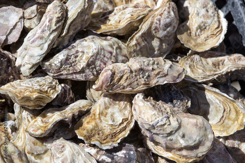 Oysters close up background