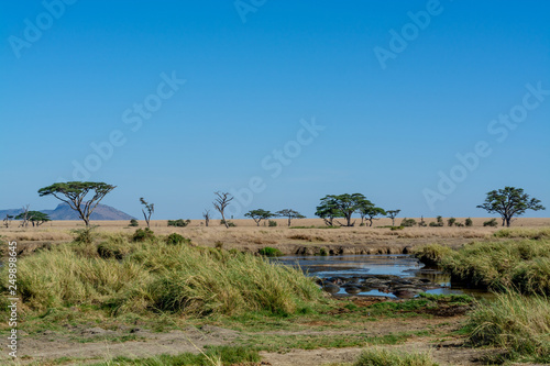 Wallpaper Mural Hipopótamo en el Serengueti Torontodigital.ca