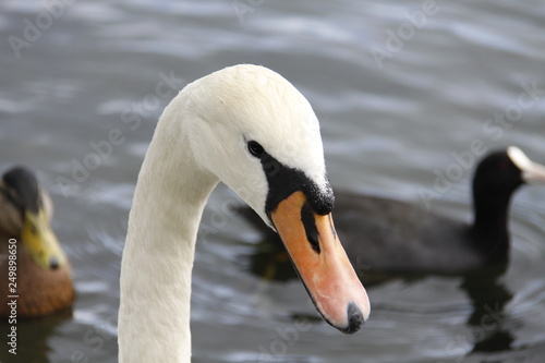 swan on lake