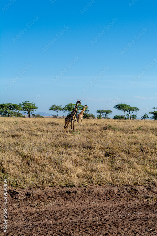Fototapeta premium Jirafas en el Serengueti