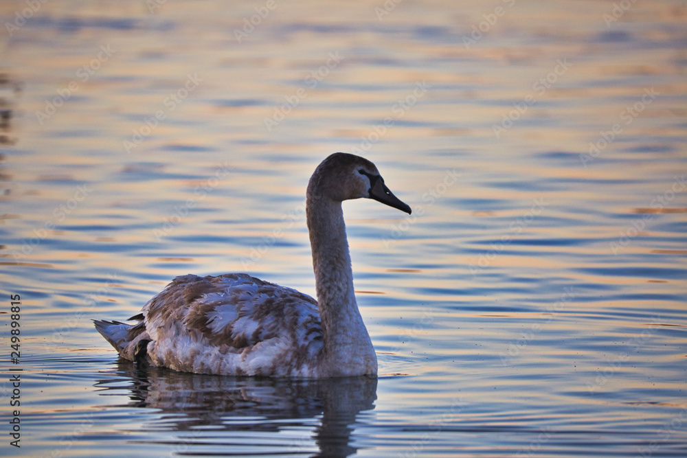 Young swan in the sunrise