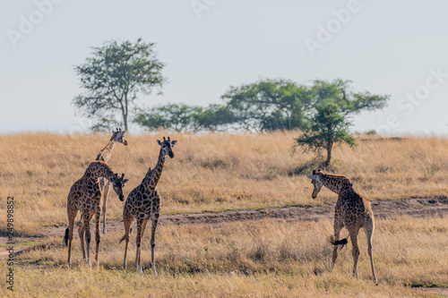 Fototapeta Naklejka Na Ścianę i Meble -  Jirafas en el Serengueti