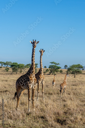 Jirafas en el Serengueti