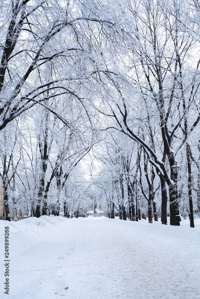 Fototapeta premium Day in an empty winter park after a snowfall. Tree branches are covered with hoarfrost and fresh fluffy snow.