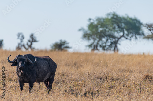 Fototapeta Naklejka Na Ścianę i Meble -  Búfalo en el Serengueti