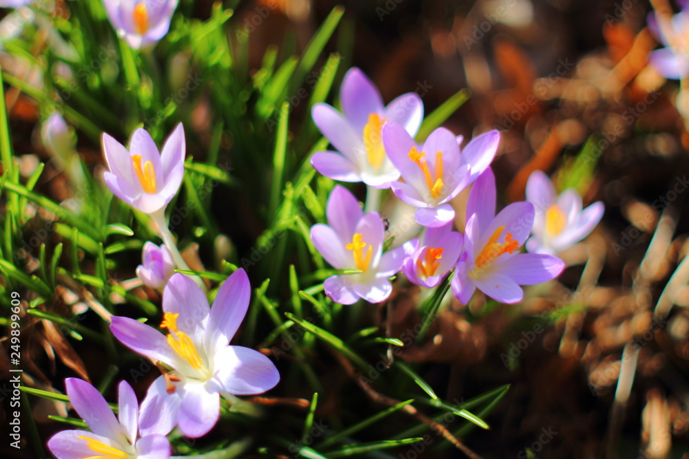 Fototapeta premium First spring flowers on the lawn. Bunch of purple crocuses in sunlight. Spring in Germany. Golden stamens.