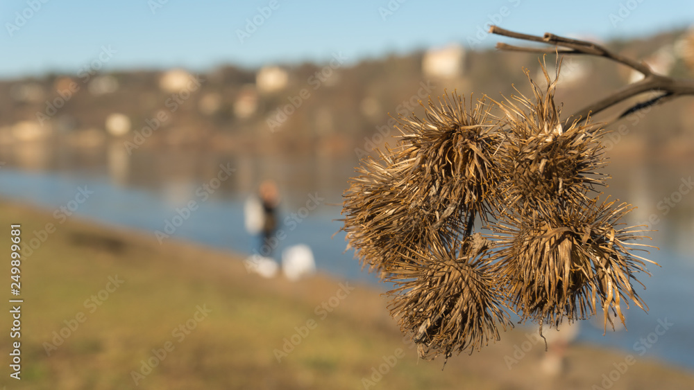 Obraz premium Klette