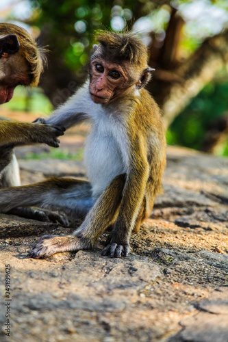Cute baby macaque with spiky hair getting his arm groomed