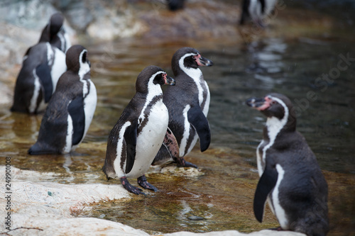 Group of chile penguins walking on the shore