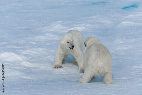 Two young wild polar bear cubs playing on pack ice in Arctic sea  north of Svalbard