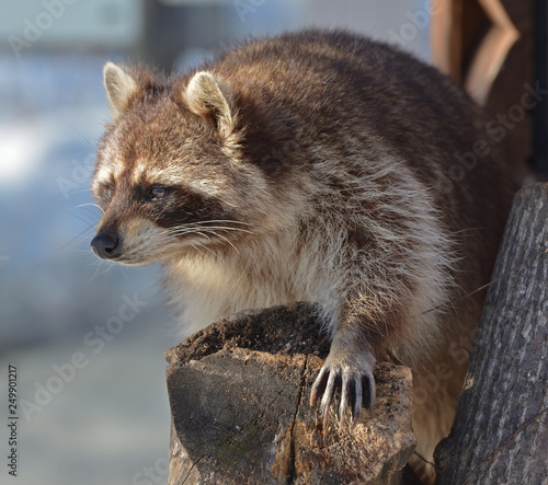 Funny Raccoon (Procyon lotor). Animal Portrait
