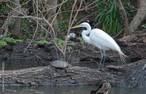 Great egret and turtle