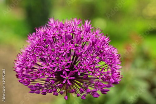 Allium  Purple Sensation  