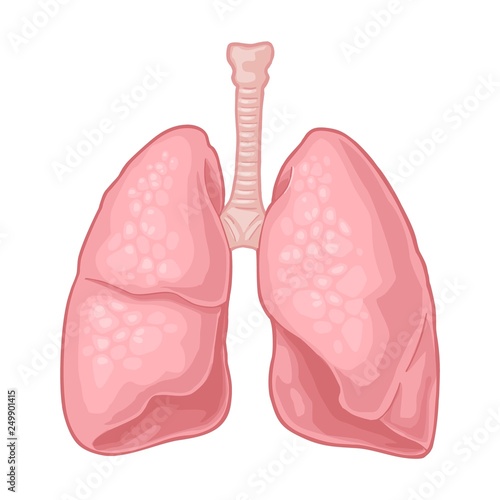 Human anatomy lungs. Vector black vintage engraving illustration photo