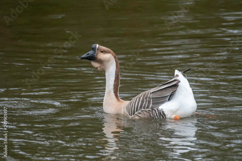 Chinese goose