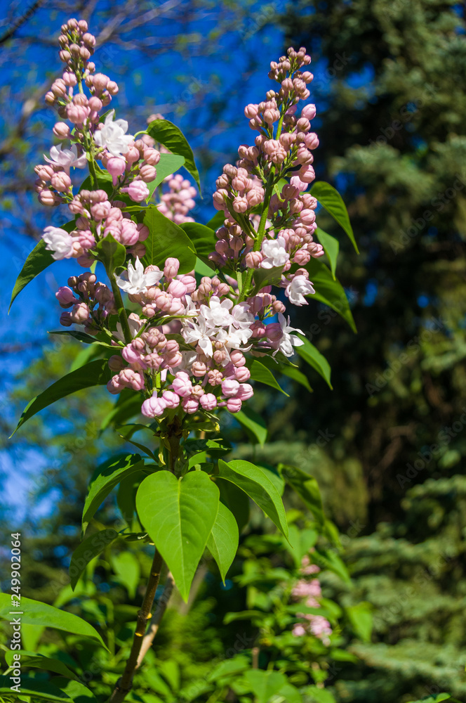 Green branch with spring blossoming ilac flowers Green branch with spring blossoming ilac flowers