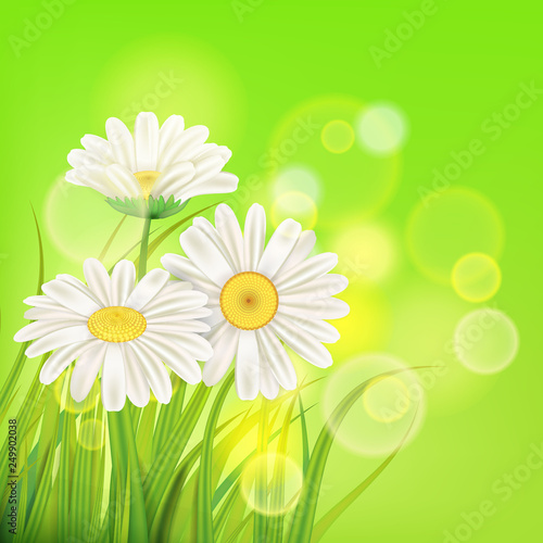 Fresh spring juicy chamomile flowers and green grass, vector, template, illustration, isolated