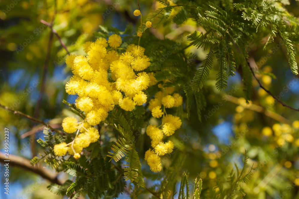 Mimosa tree blossom in spring time
