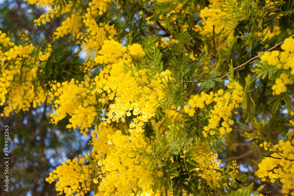 Branches of Mimosa tree blossom in spring time Branches of Mimosa tree blossom in spring time
