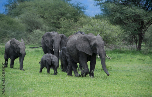Herd of elephants with mother and babies among the Acacia trees in the Tarangire area of Tanzania, Africa