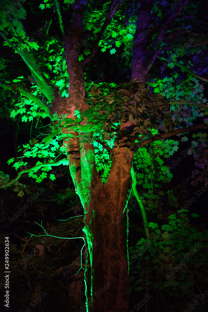 Fototapeta premium A tree lit up green at night time