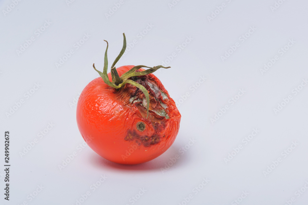 Rotten tomato. Mold on vegetables. Rotten product. Spoiled food