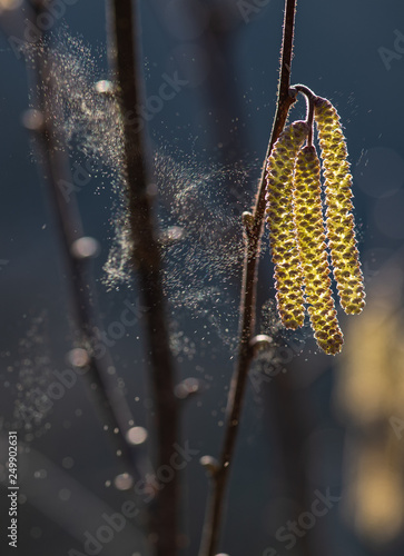 Haselblüte mit abfliegenden Pollen, Haselpollenflug nach Windstoß, Corylus avellana mit abfliegenden Pollen, Abfliegende Haselpollen, Blühende männliche Haselkätzchen mit abfliegenden Pollen photo