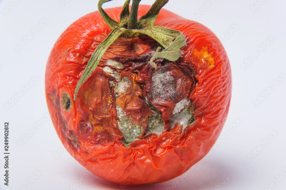 Rotten tomato. Mold on vegetables. Rotten product. Spoiled food