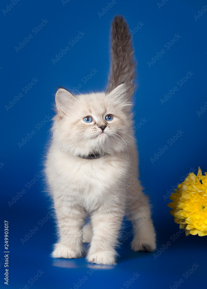 Fluffy beautiful kitten Nevskaya Masquerade with blue eyes posing on a blue background.