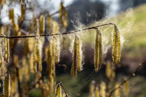 Foto Pollenflug, Haselsamen fliegend, Blühender Hasel mit fliegenden Pollen, Pollenfl
