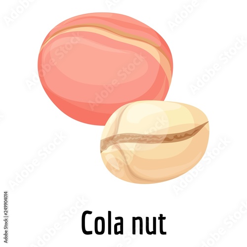 Cola nut icon. Cartoon of cola nut vector icon for web design isolated on white background