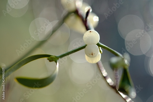 Mistel mit weißen Beeren photo