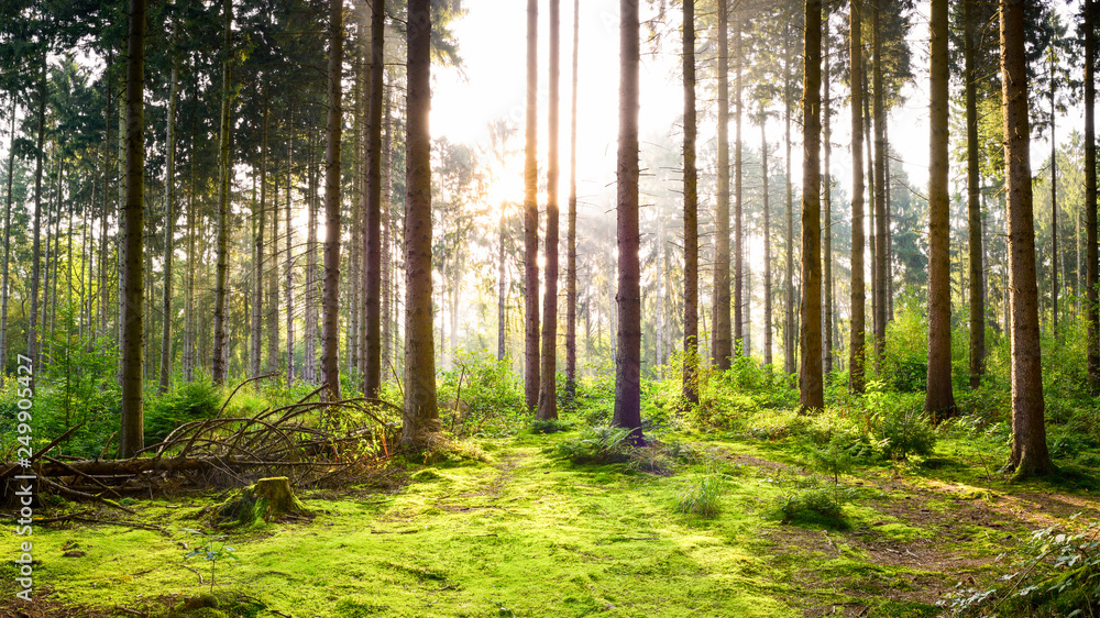 Beautiful forest in spring with bright sun shining through the trees Beautiful forest in spring with bright sun shining through the trees