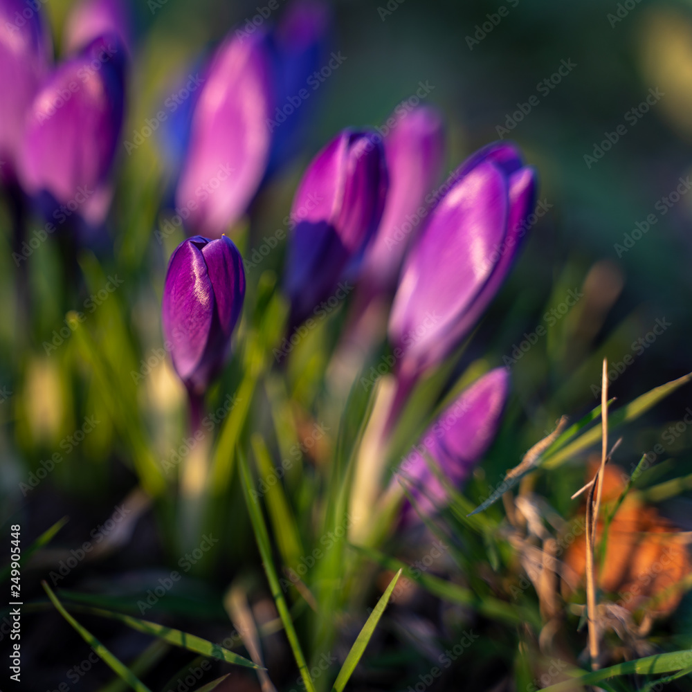 Crocuses Flowering in East Grinstead Crocuses Flowering in East Grinstead