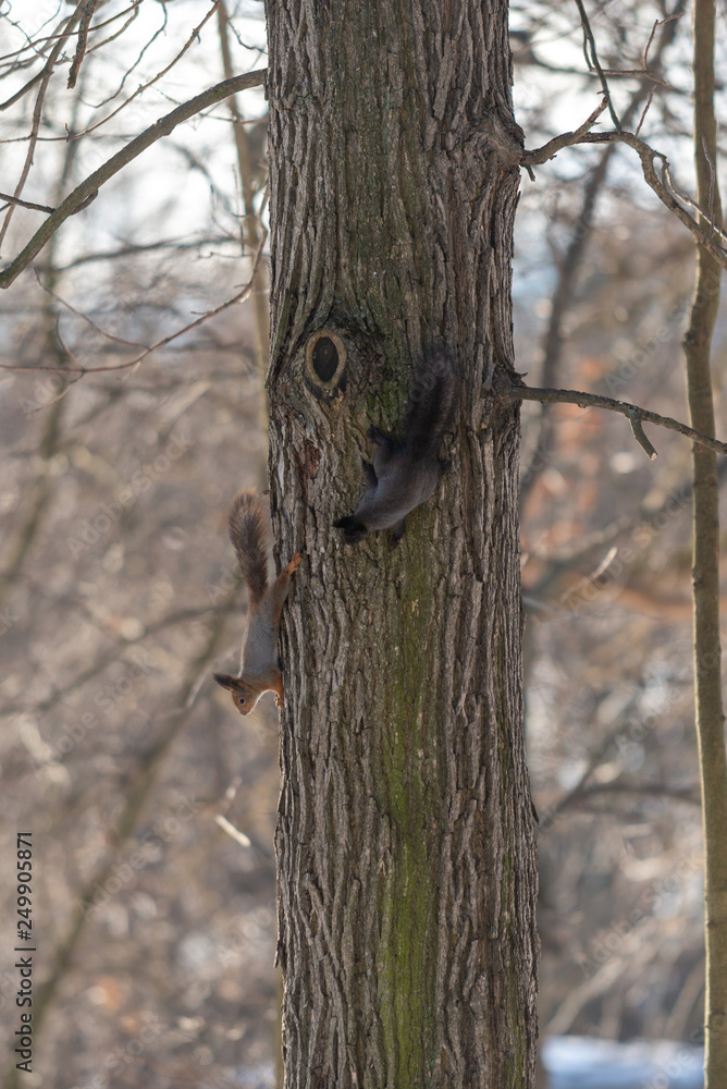 Red eurasian squirrel on the tree Red eurasian squirrel on the tree