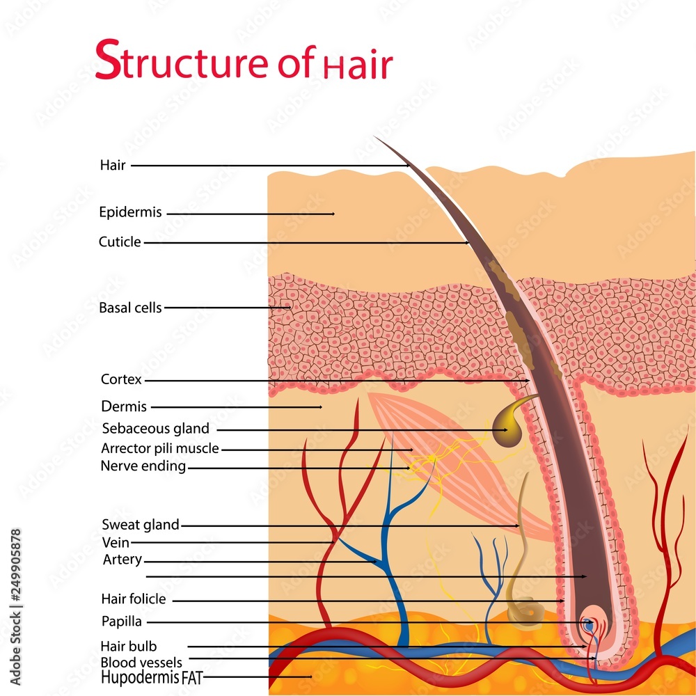 Structure and cycles of hair growth on a human head under a microscope ...