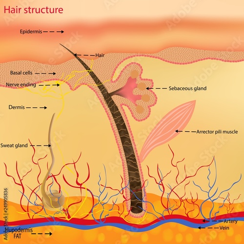 The anatomical structure of the hair on the head of a person under a microscope close-up. Vector illustration. Hair under the skin.