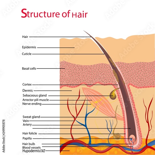 Structure and cycles of hair growth on a human head under a microscope close-up. Vector illustration. Hair under the skin.