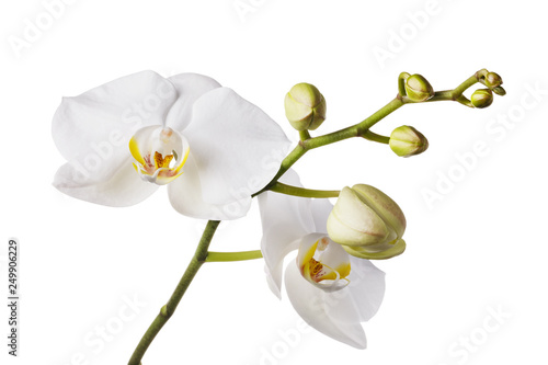 Fototapeta Naklejka Na Ścianę i Meble -  Branch of a blooming white orchid with a yellow color in the middle and several unopened buds. Flowers isolated