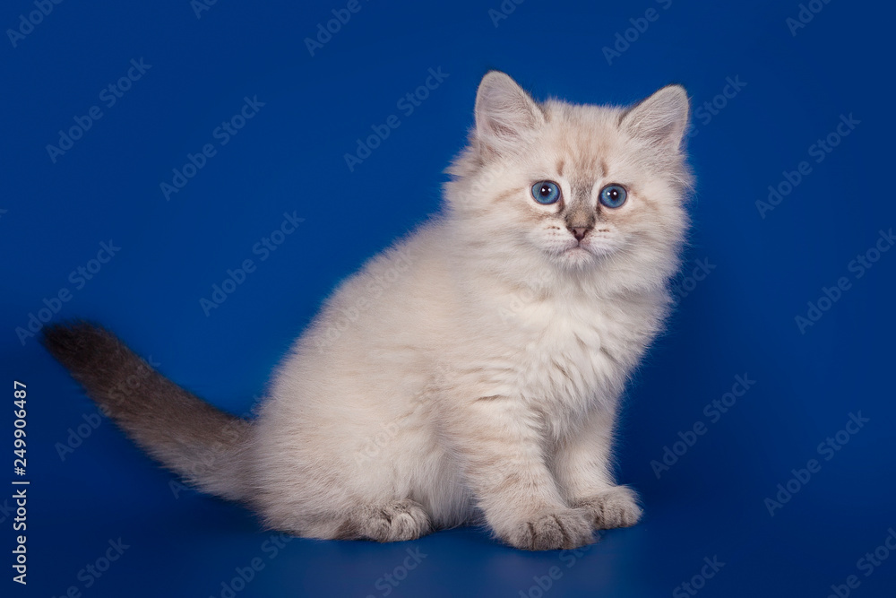 Fluffy beautiful kitten Nevskaya Masquerade with blue eyes posing on a blue background.