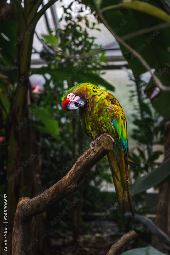 Obraz premium Beatiful colorful green/orange/blue/red parrot sitting on a branch in parisien zoo, funny twisted look, looks like wildlife scene from tropical forest, Green parrot Great-Green Macaw, Ara ambigua