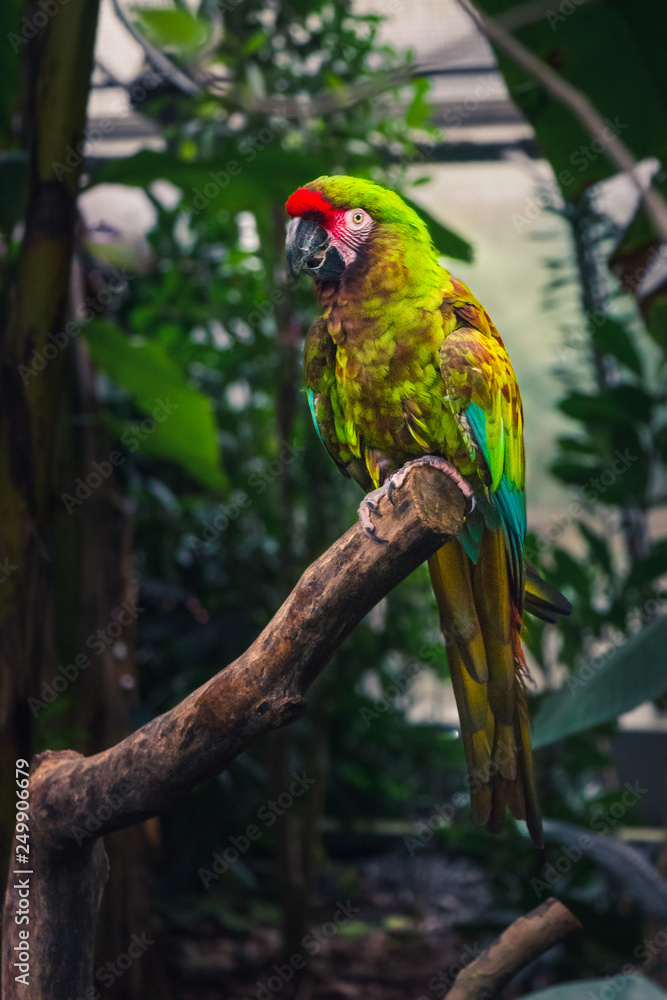 Obraz premium Beatiful colorful green/orange/blue/red parrot sitting on a branch in parisien zoo, looks like wildlife scene from tropical forest, Green parrot Great-Green Macaw, Ara ambigua