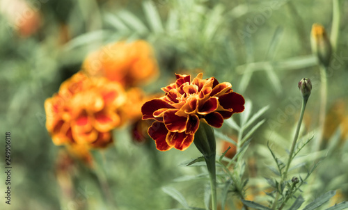 orange flowers in the garden photo