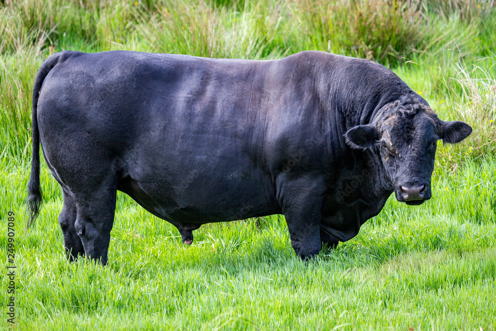 massive Angus Bull in a paddock South Island New Zealand massive Angus Bull in a paddock South Island New Zealand