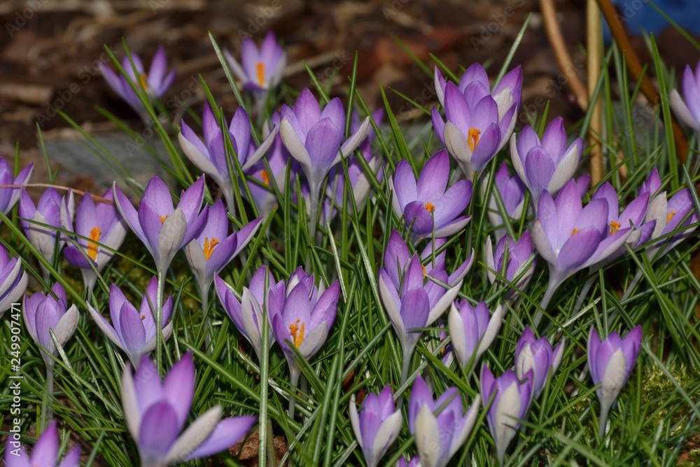 Beautiful Crocus flowers in february Beautiful Crocus flowers in february
