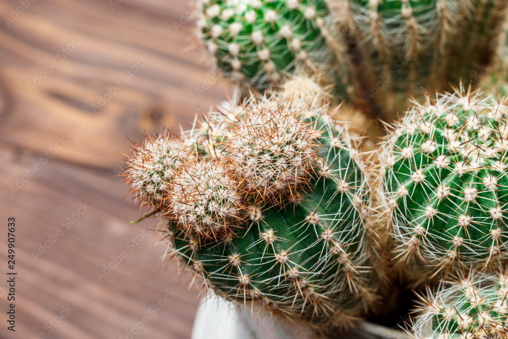 home pot. in it is a small size cactus. shallow depth of field. There is a New Year's Eve. home pot. in it is a small size cactus. shallow depth of field. There is a New Year's Eve.