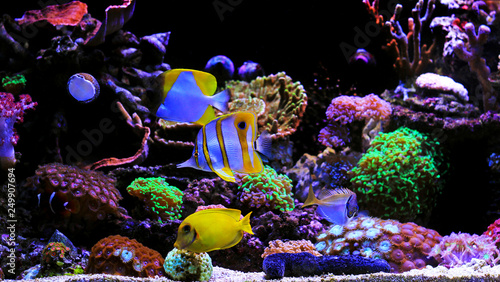 Tropical fishes in saltwater dream coral aquarium tank
