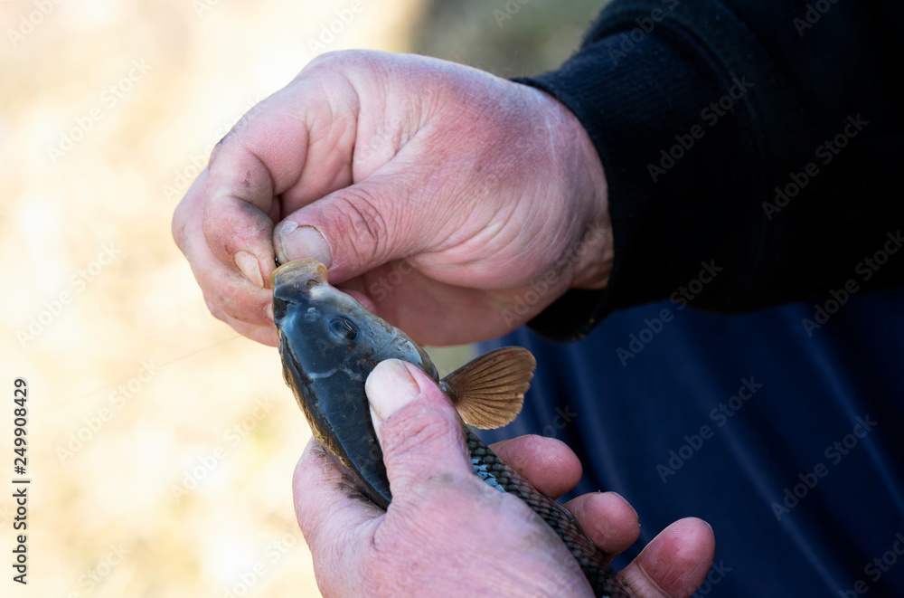 Obraz premium Angler with fish at Lake Balaton, Hungary